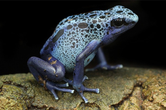 Blue Poison Dart Frog on a Branch