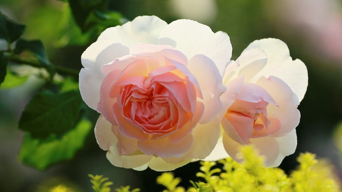 Close up of two pink and white roses