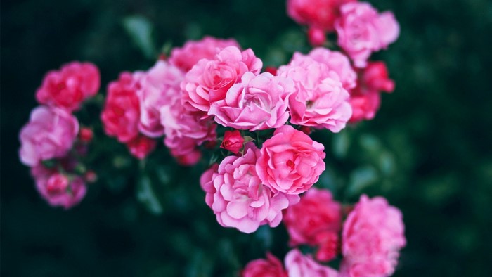 Close-up of pink roses in bloom