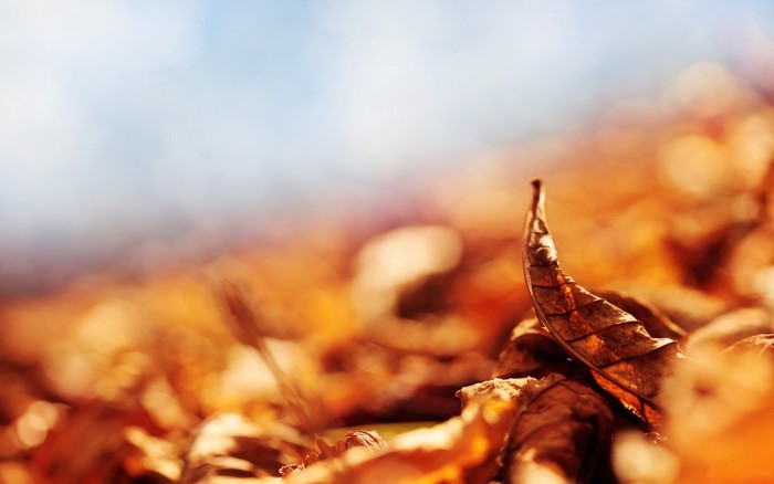 Close-up of fallen autumn leaves with blue sky