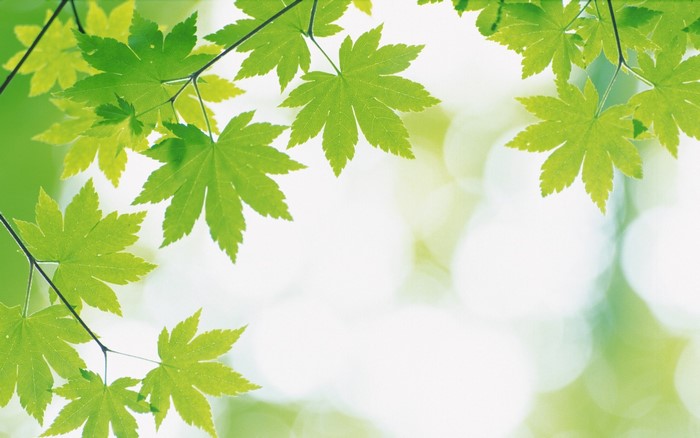 Green maple leaves on branches with bokeh background