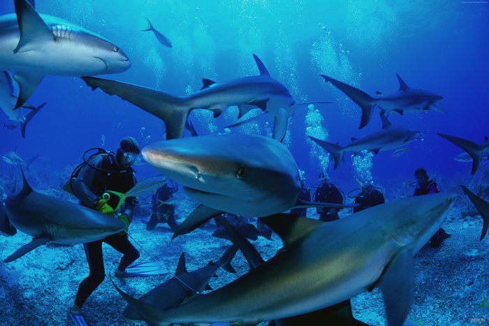 Scuba divers surrounded by sharks in Similan Islands, Thailand