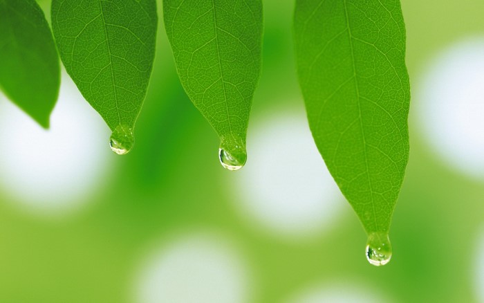 Close-Up of Green Leaves with Water Drops