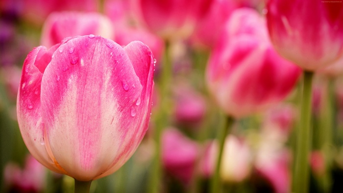 Pink Tulips with Water Droplets Macro 4K