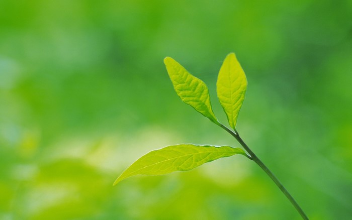 Close-up of bright green leaves on a thin branch