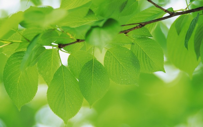 Green leaves on a branch with sunlight