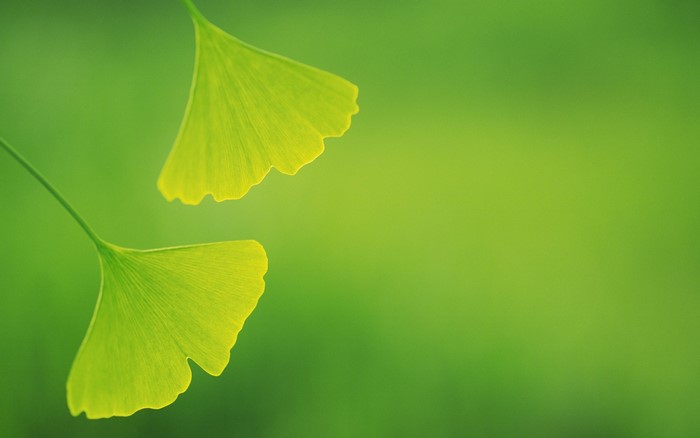 Two backlit ginkgo leaves on a green background