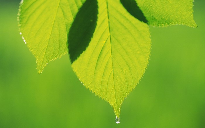 Close up of green leaves with water drops