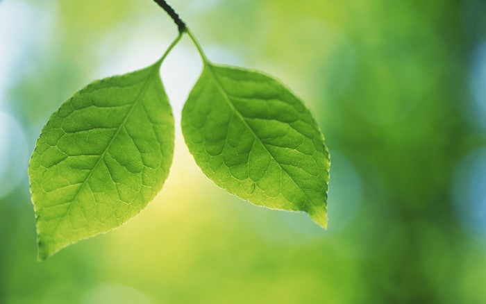 Close up of two green leaves on a branch