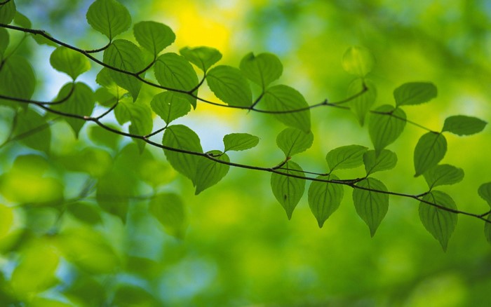 Green leaves on a branch with sunlight