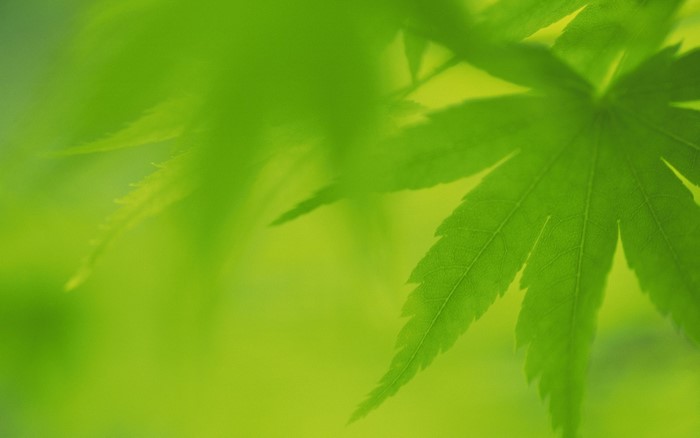Close up of green maple leaves with sunlight