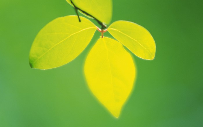 Close up of bright yellow and green leaves on a stem