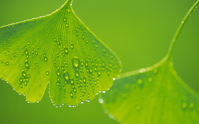 Close-up of green ginkgo leaves with water drops
