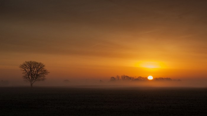 Sunrise over a misty field with a lone tree
