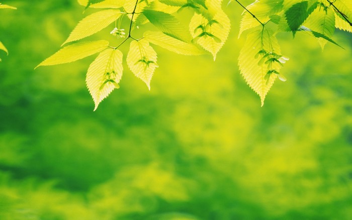 Sunlight filtering through green leaves