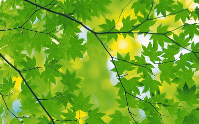 Green maple leaves and branches against sunlight