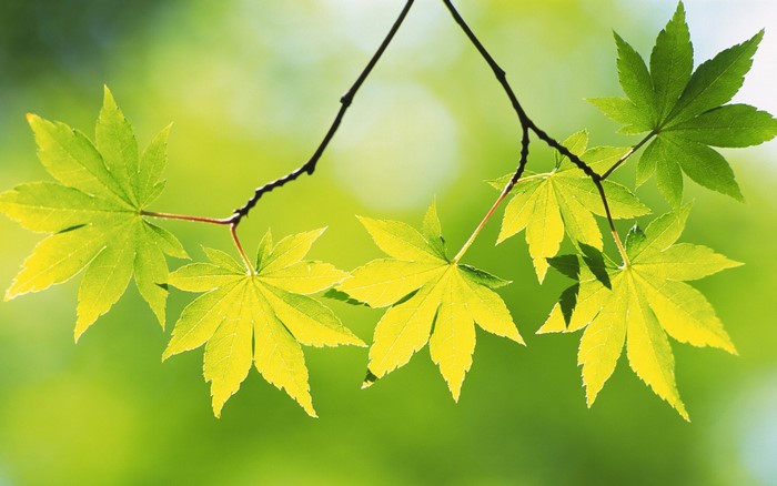 Green maple leaves on a branch with sunlight