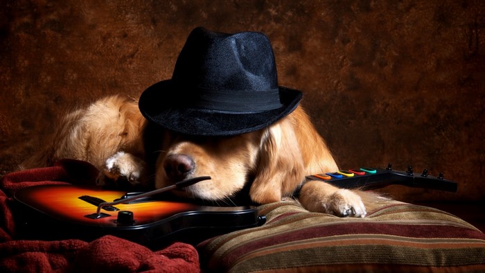 Golden Retriever wearing a hat with a guitar