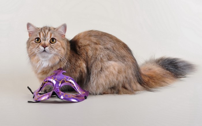 Cat with a purple Venetian mask
