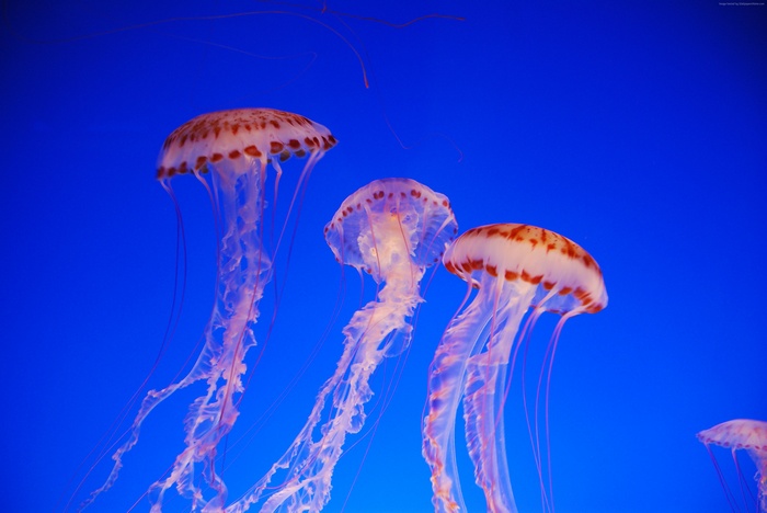 Jellyfish underwater in blue ocean