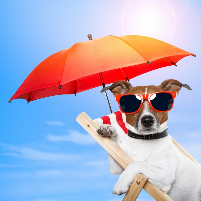 Dog wearing sunglasses under an umbrella on a beach