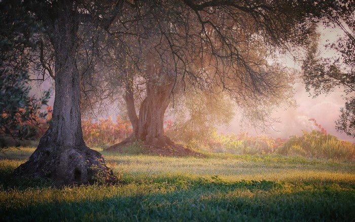 Sunlight filtering through trees in a misty meadow