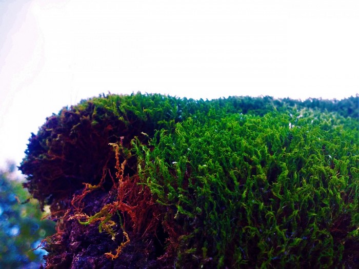Close-up of moss on a surface