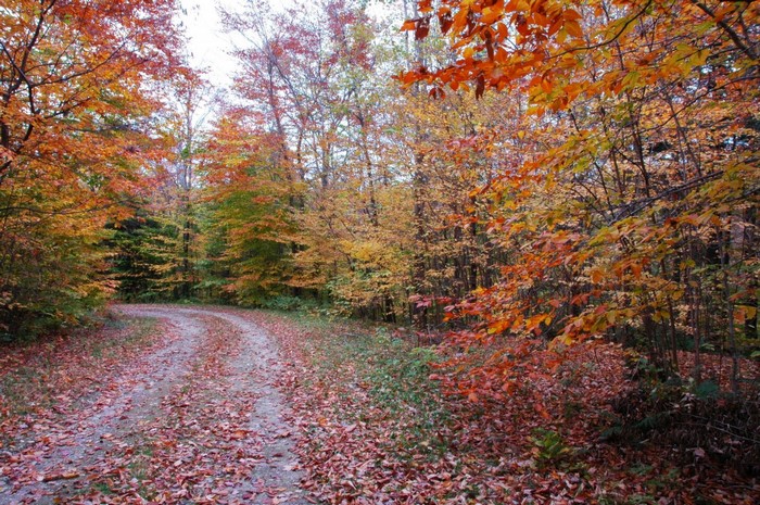 Serene Autumn Forest Path with Colorful Leaves
