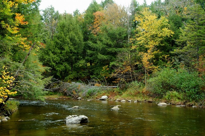 Autumn forest landscape with a river