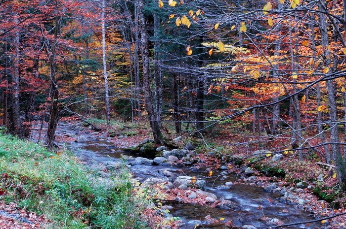Autumn forest with a stream and colorful leaves