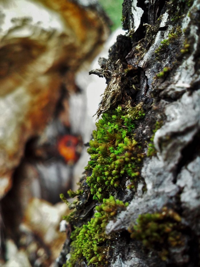 Moss growing on tree bark with blurred background