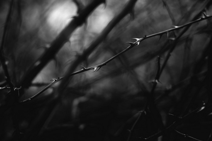 Monochrome macro photography of thorny branches