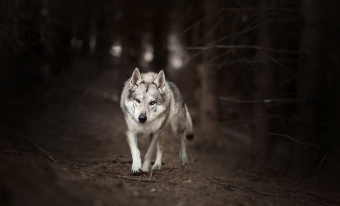 Wolf walking in a dark forest