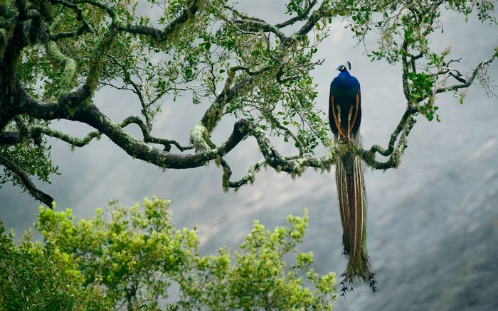 Peacock perched on a mossy tree branch