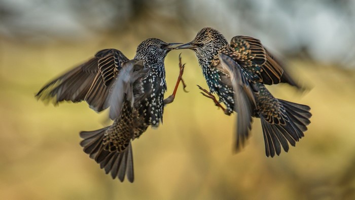 Two European Starlings in flight, close up