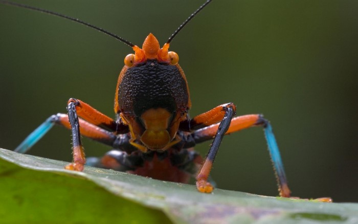 Close-up of a colorful grasshopper on a leaf