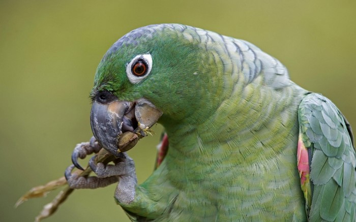 Green parrot eating a nut with its beak and claws