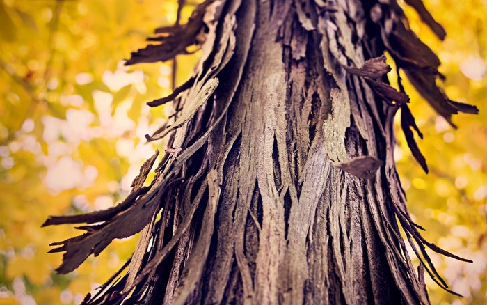Close-up of a tree trunk with peeling bark in autumn