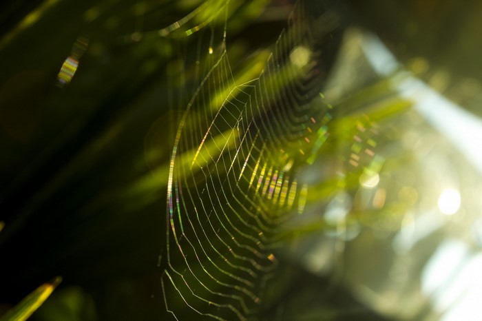 Spider web glistening with sunlight among green leaves