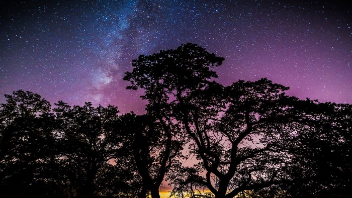Silhouetted Trees Against a Starry Night Sky