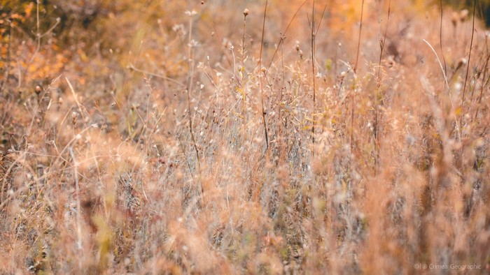 Dry grass and plants in a field during autumn