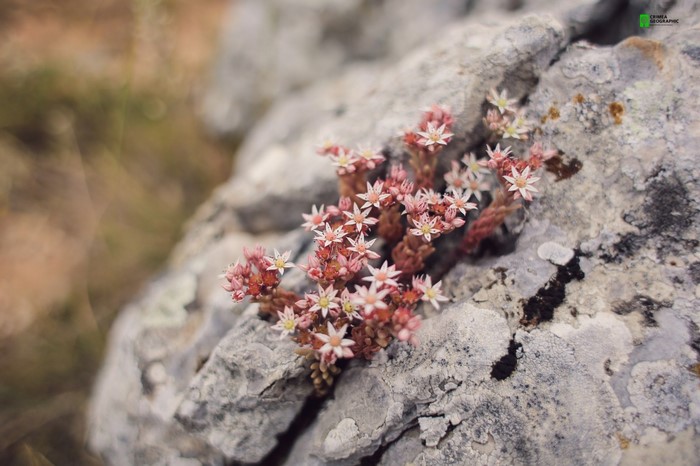 Pink flowers growing on a rock in Crimea
