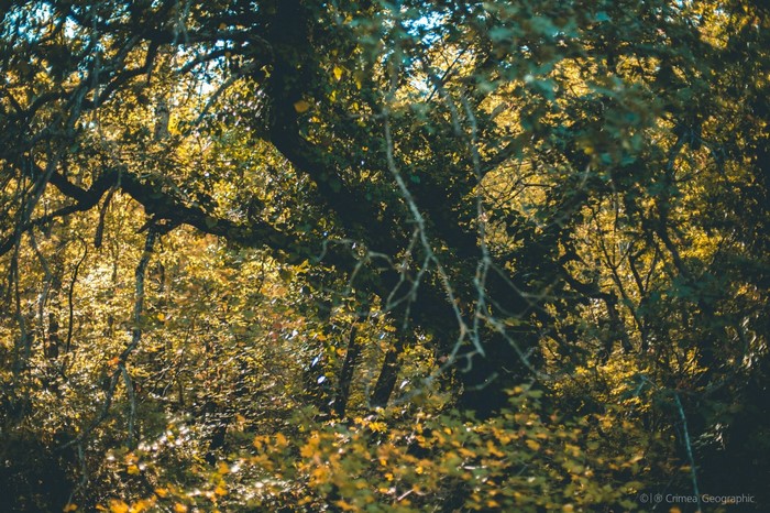 Sunlight filtering through trees in a forest during autumn