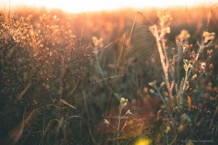 Spiderweb in the morning sunlight in Crimea