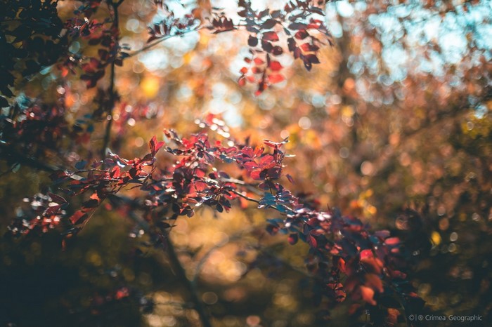 Autumn leaves on a branch with bokeh background