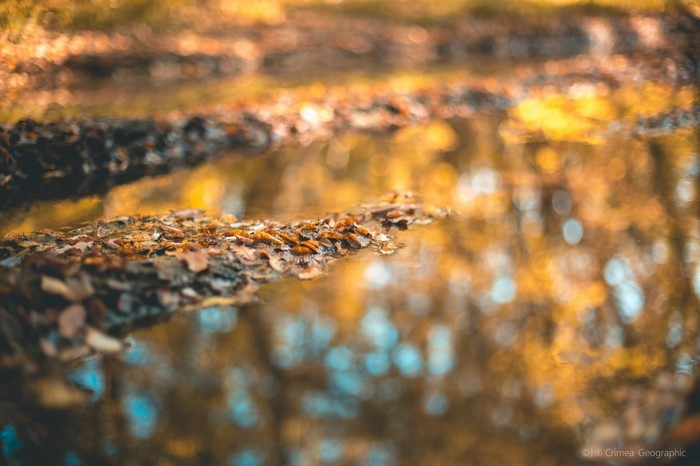 Fallen leaves on the water's surface in Crimea