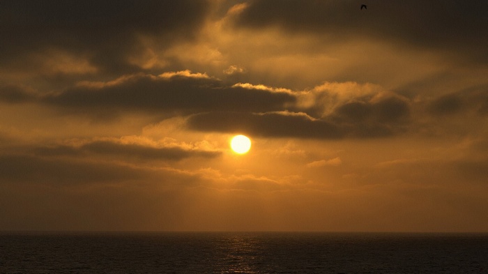 Sunset over the ocean with clouds and a bird