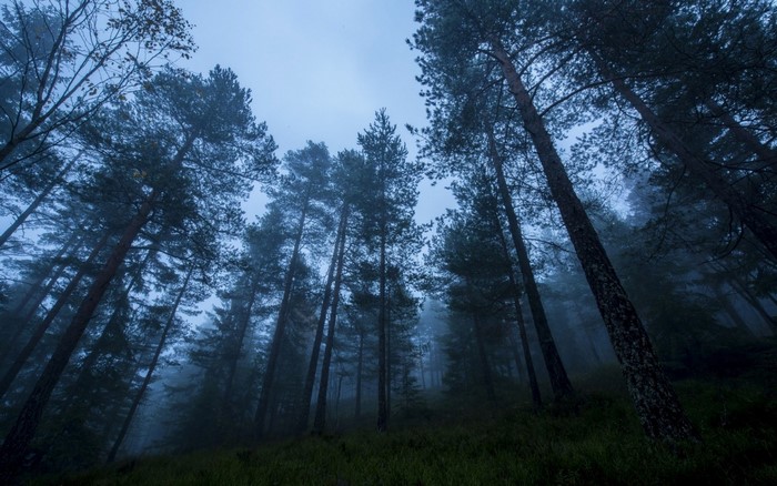 Misty forest with tall pine trees