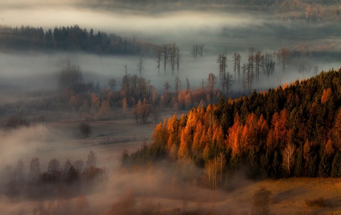 Misty autumn forest landscape at sunrise