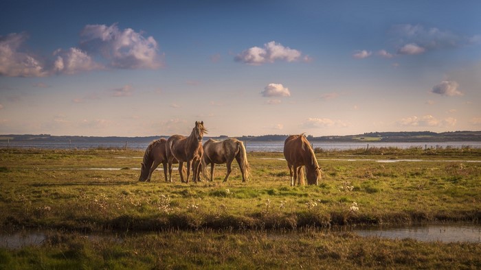 Horses grazing in a wetland pasture at sunrise